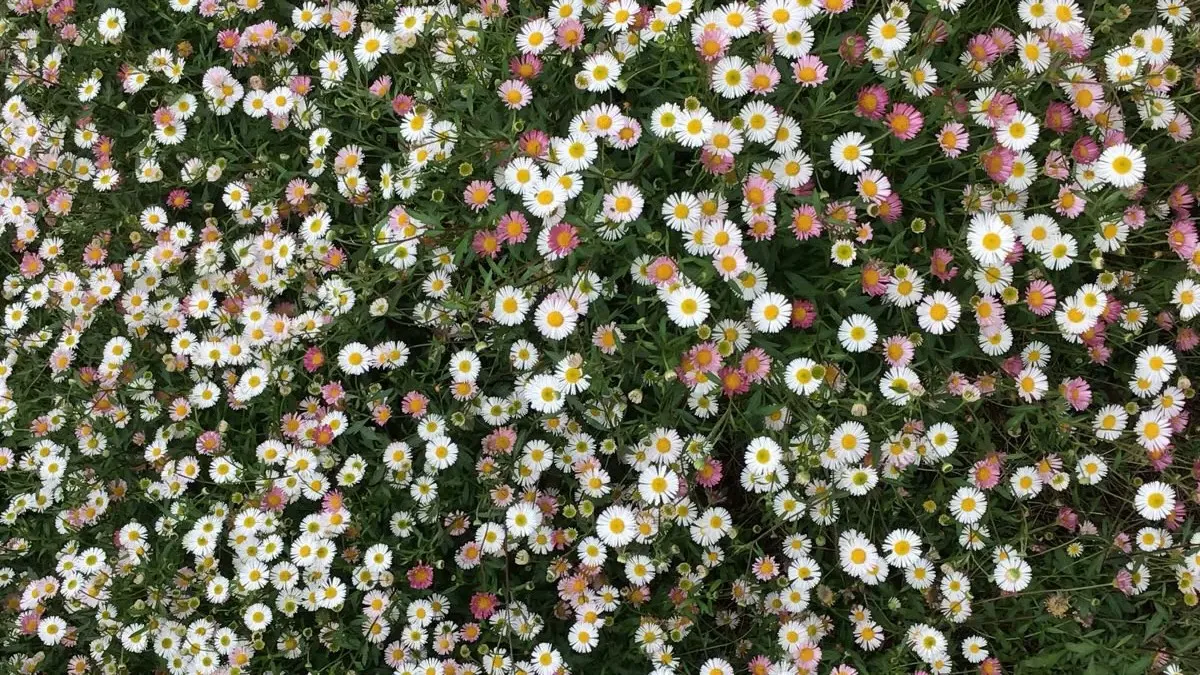 A field of daisies