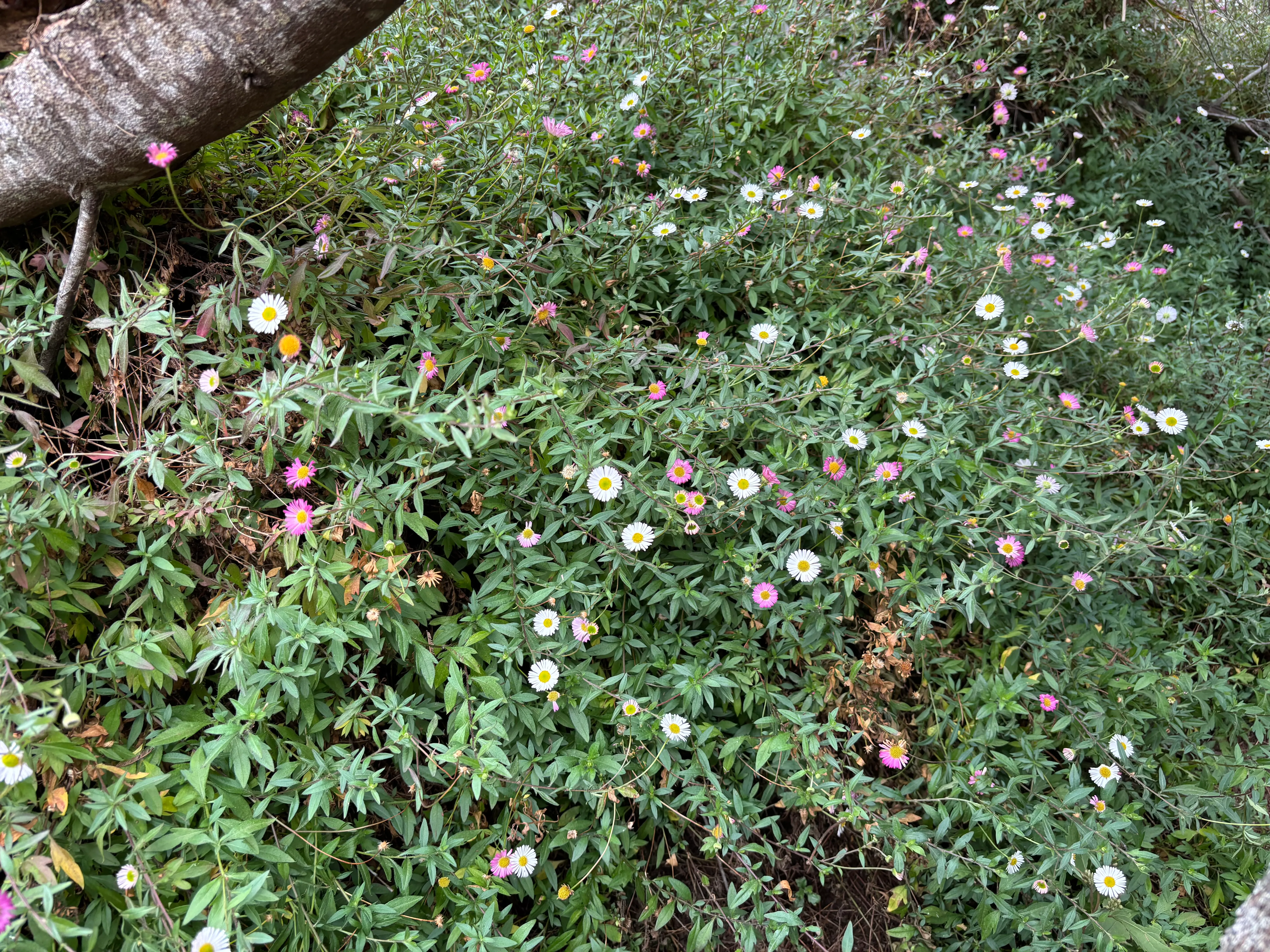 A field of daisies